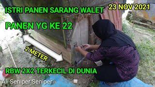 panen sarang walet ke 22 RBW paling sederh terkecil di dunia 23 November 2021