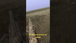 Охота на зайца #shortvideo #охота #охотаназайца #шортс #shorts #short #охотавидео