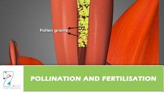 Pollination and Fertilisation