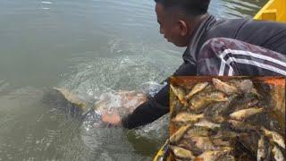 ‼️Spot puteri lialayan ikan ketumbang gorgon Ikan tabung #dlm4depah