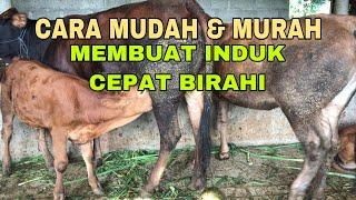 CARA MUDAH & MURAH MEMBUAT INDUK CEPAT BIRAHI & PUNYA ANAK LAGI