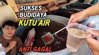 Cara Mudah dan Sukses Budidaya KUTU AIR