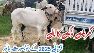 Mandra mandi today 2024 latest update ll Part 3 ll gondal mandi ll jamil tv ll