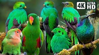 MOST BEAUTIFUL GREEN BIRDS  RELAXING NATURE SOUNDS  STRESS RELIEF  STUNNING NATURE  CUTE BIRDS