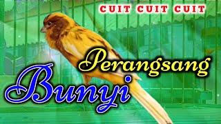 CUIT CUIT SUARA KENARI JANTAN PERANGSANG PALING AMPUH UNTUK PANCINGAN KENARI LAWAN