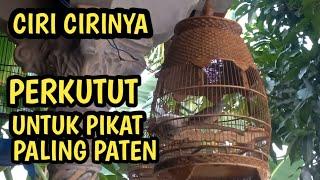 tips memilih perkutut pemangil untuk pikat yang paling bagus