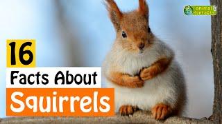 16 Facts About Squirrels - Learn All About Squirrels - Animals for Kids - Educational Video