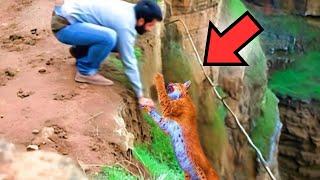 Man saves pregnant lynx on cliff and what she does in return is incredible