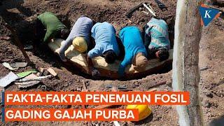 Fakta Penemuan Fosil Gading Gajah Purba Berusia 800.000 Tahun