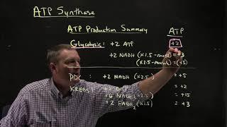 ATP Synthase