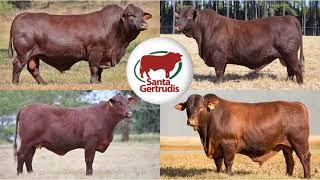 WILLIAMS HINZE & ODENDAAL SANTA GERTRUDIS PRODUCTION SALE