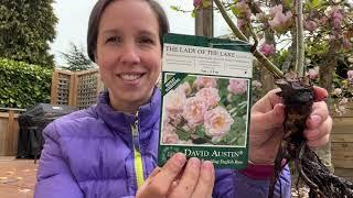 Planting A New Rose  HUGE Climbing Rambling Rose