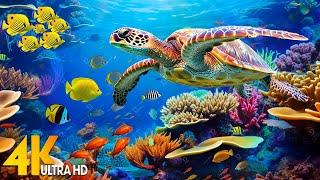 NEW 11HR Stunning 4K Underwater Footage  Rare & Colorful Sea Life Video - Relaxing Sleep Music #7