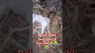 anak kambing mati  #shortvideo #sedih #goat #youtubeshorts