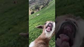 short #goat #youtubeshorts #animals #funny