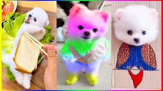 Pomeranian Dogs and Their Hilarious Antics  Funny Dogs and Cats  #537