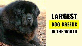 Worlds Largest Dog Breeds