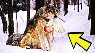 Forest Ranger Sees Wolf Approaching His Hut Notices Baby in Its Jaw