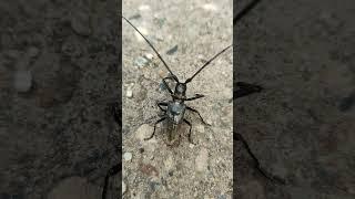 Жучара усатый.A mustachioed beetle.