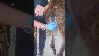 Removing a Jenny donkeys mare bean