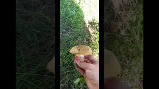 Отправилась в город за дубовиками #shorts #video #shortsvideo #shortvideo #nature #грибы  #funny