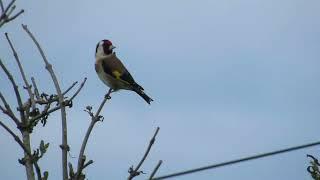 Goldfinch Singing #relaxingsounds #relaxing #birds #birdsounds