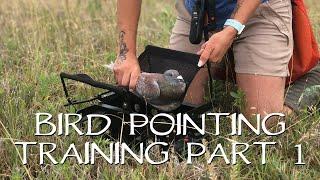 Pointing Birds Upland Bird Dog Training - Part 1