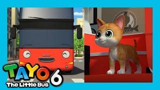 Please Take Care of the Cat  Tayo S6 Short Episode  Kids Cartoon  Tayo the Little Bus