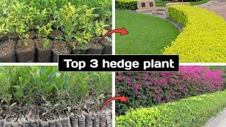 Best hedge plant for home   Top 3 hedge plant name & price  Enarmy Lalsa Duranta 