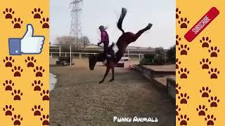 Cute And Funny Horse Videos Compilation Lovely