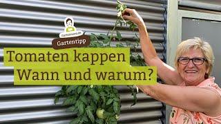 Tomaten kappen - Wann wie und warum?