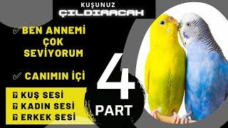 Konuşturan Muhabbet Kuşu Sesi Part 4 2 SAAT Dinlet Konuşsun.. #muhabbetkuşusesi #muhabbetkususesi