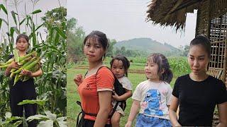 Single mother harvests corn to sell at the market. Enjoy corn sweet soup and corn sticky rice