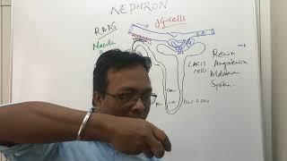 Juxta-Glomerular ApparatusRenin-Angiotensin Aldosterone System physiology lectureRAAS