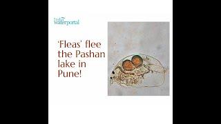 ‘Fleas’ flee the Pashan lake in Pune