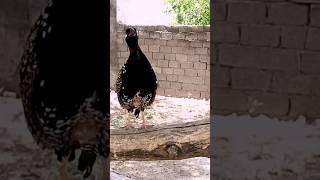 Black francolin voice  #teetarsoundtoday #blackfrancolin #youtubeshorts