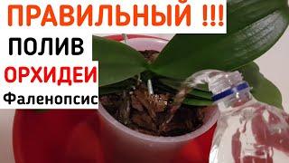 Как ПРАВИЛЬНО поливать ОРХИДЕИ  ПРАВИЛЬНЫЙ полив ОРХИДЕИ  как правильно полить орхидею  орхидея