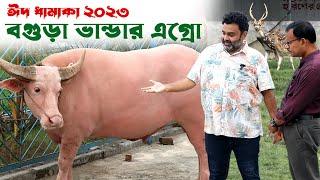 925-ঈদ ধামাকা-২৩ এবার বগুড়া ভান্ডার এগ্রোর ষাড় গরু দেখুন- র.ই মানিক চিত্রপুরী Chitrapuri Krishichit