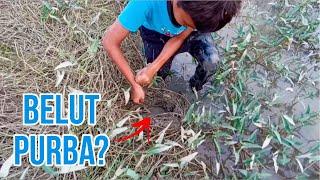 #EP893 Belut-belut Sini Semua Kelaparan - mancing belut sawah