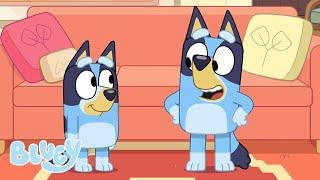 LIVE Blueys Adventures  Bluey