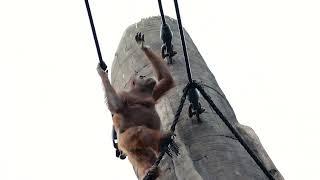 Orangutans Climb Rope Cross Skywalk & Come Down the Other Side