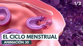 Ciclo menstrual Conceptos básicos  Animación 3D