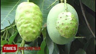 Viral Pohon Mangga Berbuah Mengkudu - probolinggo