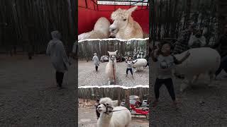 Alpaca #shortvideo #campingground #shorts