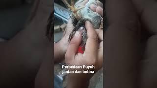 Puyuh jantan juga punya Sp3rma