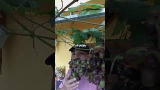 Bahagia itu sederhana cukup selfi bersama buah anggur juga bahagia banget tasanya.