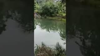 Mancing ikan patin pakai umpan ampuh dapat 4 ekor babon