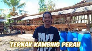 Ternak Kambing Perah Sebagai Fondasi Awal Ternak Kambing PE