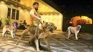 Какие собаки охраняют дом Рамзана Кадырова и его семью.