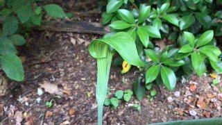 Learn to Grow Jack-in-the-Pulpit